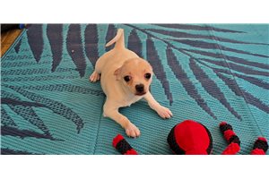 Linn - Chihuahua for sale