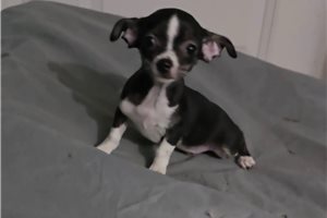 Kinsley - Chihuahua for sale