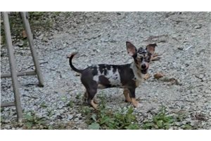 Pixlie - Chihuahua for sale