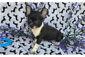 Taco - puppy for sale