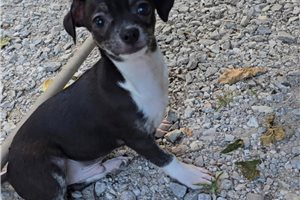 Dexter - Chihuahua for sale