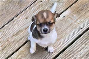 Sofia - puppy for sale