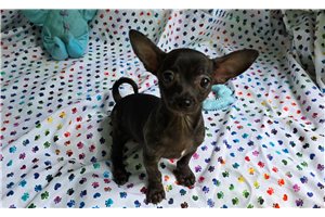 Ezra - Chihuahua for sale