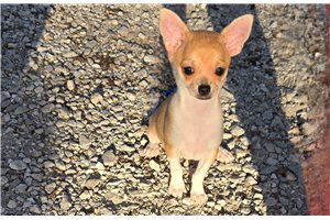 Tiny - Chihuahua for sale