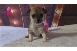 Tiny - Chihuahua for sale