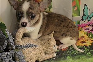 Gladys - Chihuahua for sale