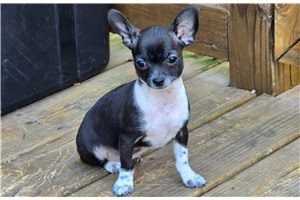 Taco - Chihuahua for sale