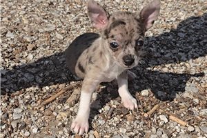 Gigi - Chihuahua for sale