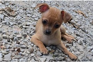 Marlie - Chihuahua for sale