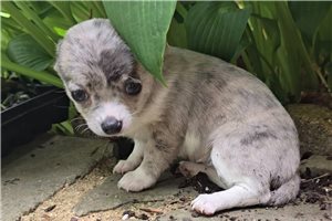 Speckles - Chihuahua for sale