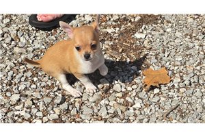 Tiny - puppy for sale