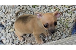 Oria - Chihuahua for sale
