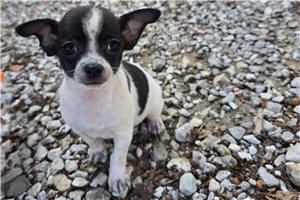 Pipp - puppy for sale