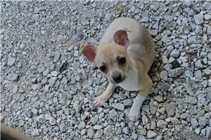 Afton - Chihuahua for sale