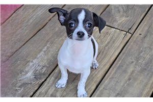 Pipp - Chihuahua for sale