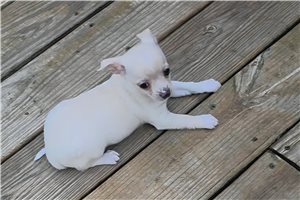 Linn - puppy for sale