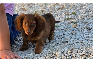 Heidi - Dachshund, Mini for sale