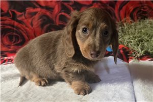 Sanderson - Dachshund, Mini for sale