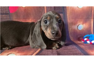 Oppie - puppy for sale