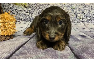 Bueller - puppy for sale