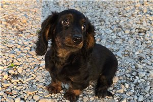 Oscar - Dachshund, Mini for sale