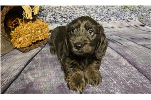 Cobalt - puppy for sale