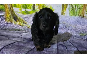 Oscar - Dachshund, Mini for sale