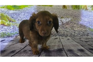 Heidi - puppy for sale
