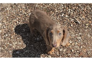 Sanderson - Dachshund, Mini for sale