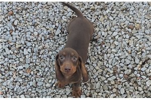 Hershey - Dachshund, Mini for sale
