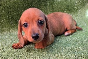 Heidi - Dachshund, Wire for sale