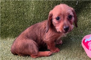 Lotti - Dachshund, Wire for sale