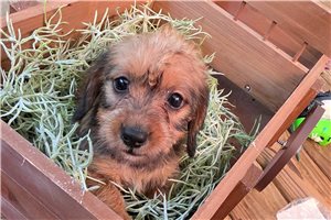 Greta - Dachshund, Wire for sale
