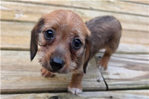 Mila - Dachshund, Wire for sale