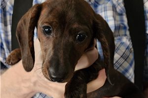 Pandie - Dachshund, Smooth for sale