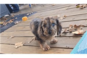 Cedar - puppy for sale