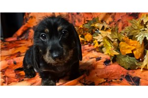 Toby - Dachshund, Wire for sale