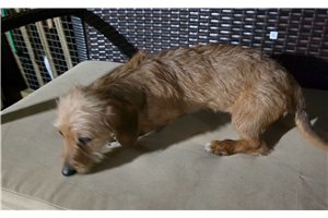 Greta - Wire Dachshund for sale