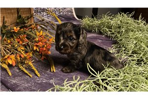 Maggie - puppy for sale