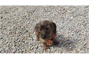 Adalee - puppy for sale