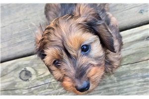 Benji - Dachshund, Wire for sale