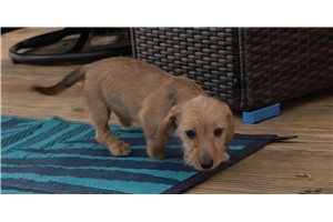 Mila - Dachshund, Wire for sale