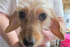 Mila - Dachshund, Wire for sale
