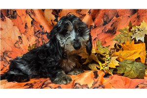 Comet - Dachshund, Wire for sale
