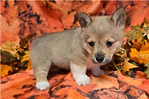 Yamper - Corgi, Pembroke Welsh for sale