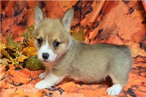 Yancy - Corgi, Pembroke Welsh for sale