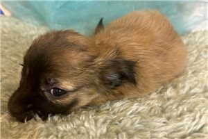 Kingsley - Chihuahua for sale