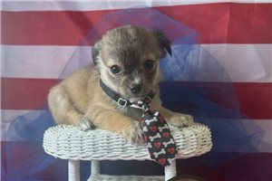 Keenan - Chihuahua for sale