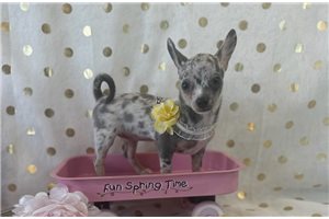 Stella - Chihuahua for sale