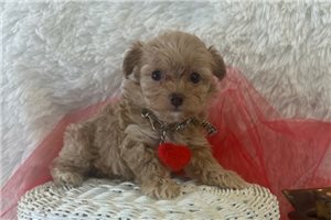 Krissy - puppy for sale